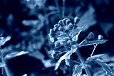 preview cold