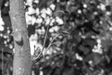 preview bw