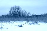 preview cold
