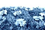 preview cold