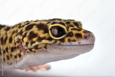image to crop