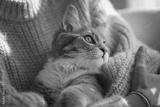 preview bw