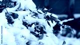 preview cold