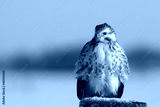 preview cold