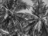 preview bw