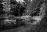 preview bw
