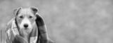 preview bw