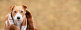 preview original