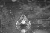 preview bw