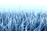 preview cold