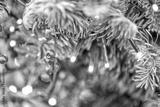 preview bw