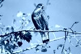 preview cold