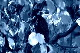 preview cold