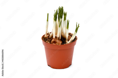 image to crop
