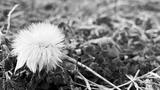 preview bw