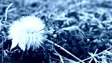 preview cold