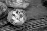 preview bw