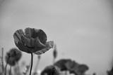 preview bw