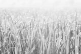 preview bw