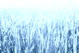 preview cold
