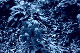 preview cold