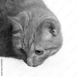 preview bw