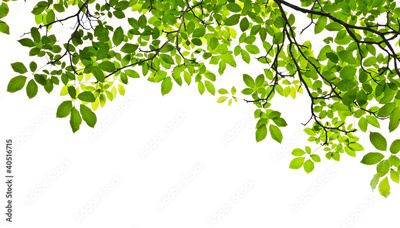 image to crop