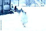 preview cold