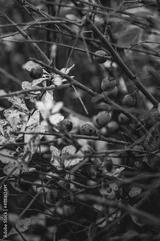preview bw