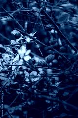 preview cold