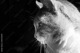 preview bw