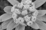 preview bw