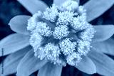 preview cold