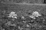 preview bw