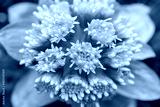 preview cold