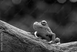 preview bw
