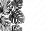 preview bw