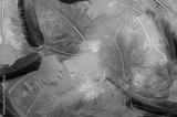 preview bw
