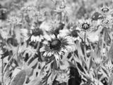 preview bw