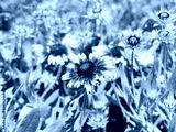 preview cold
