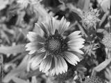 preview bw
