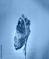 preview cold