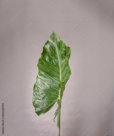 image to crop