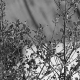 preview bw