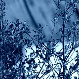 preview cold