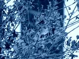preview cold