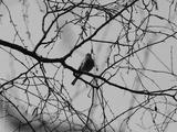preview bw