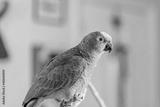 preview bw