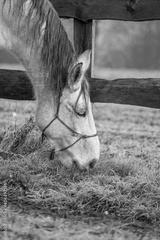 preview bw