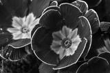 preview bw